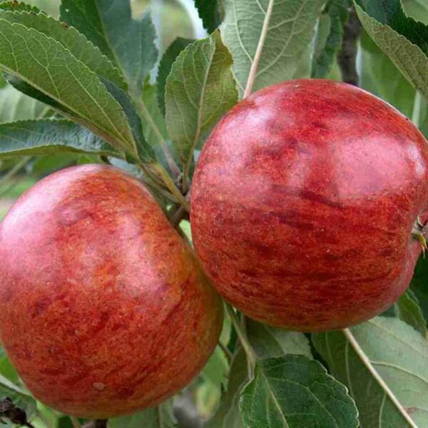 Malus domestica 'Alkmene': Ein Leitfaden zur Pflege und Anbau von  Apfelbäumen