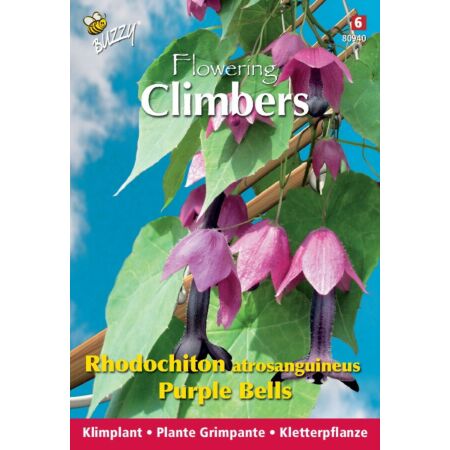 Buzzy Climbing Flowers, Rhodochiton, Purple Bells