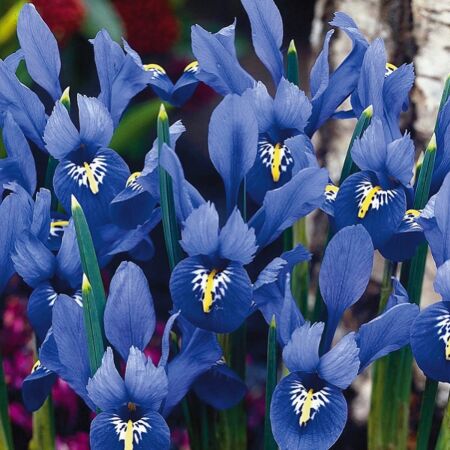 50 x Iris Bot Reticulata Blauw