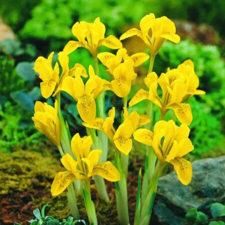 50 x Iris Danfordiae - Geel