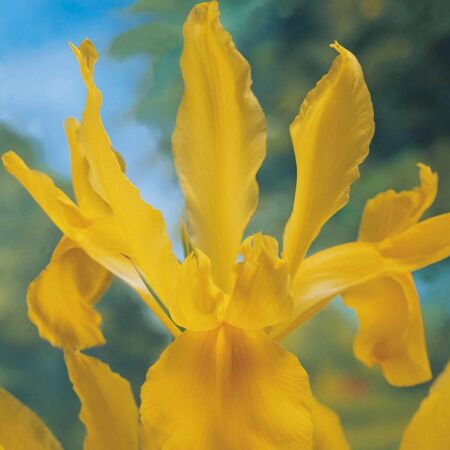 50 x Iris Golden Harvest