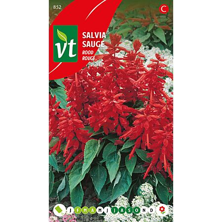 Salvia Splendens Rood