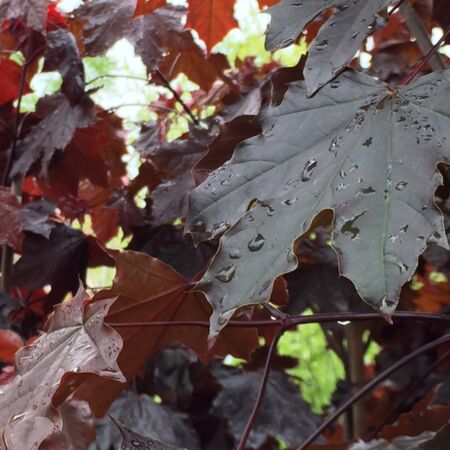 Acer Platanoides 'Royal Red'