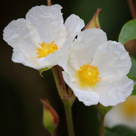 Cistus obtusifolius