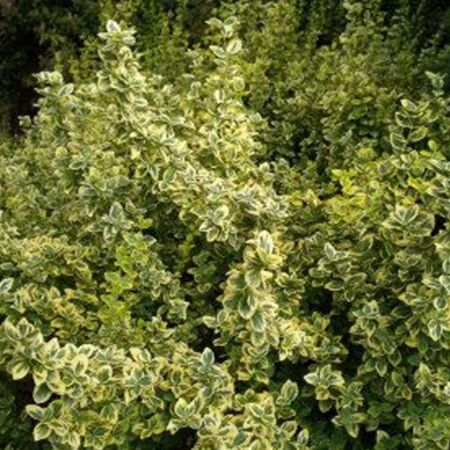 Euonymus fortunei 'Emerald 'N Gold'
