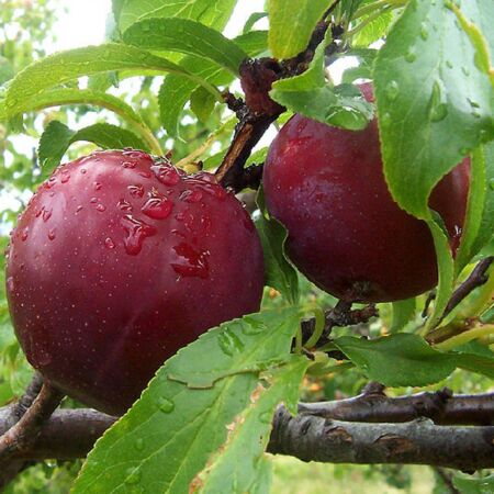 Prunus Domestica 'Monsieur Hatif'