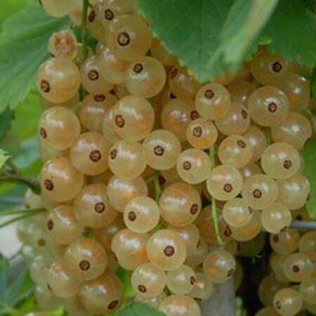 Ribes Rubrum 'Witte Parel'