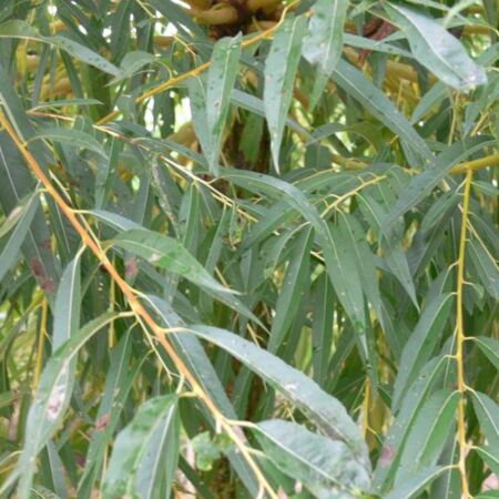 Salix Alba 'Chermesina'