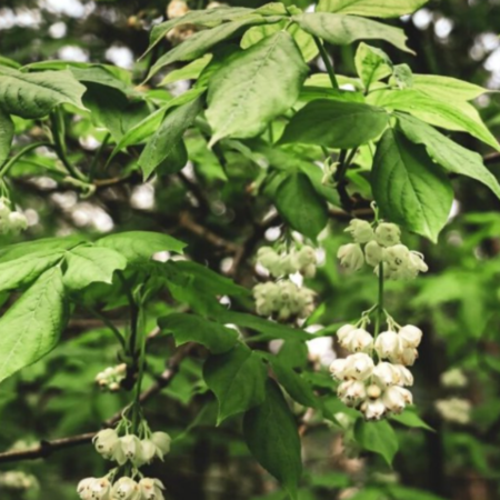 Staphylea colchica