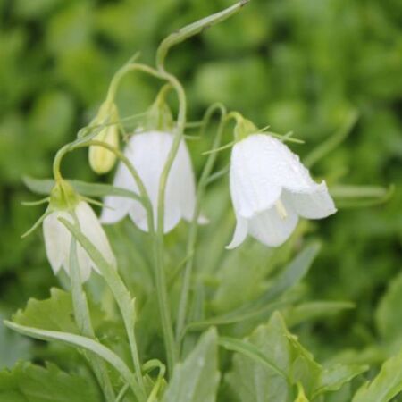 Campanula cocleariifolia 'White'