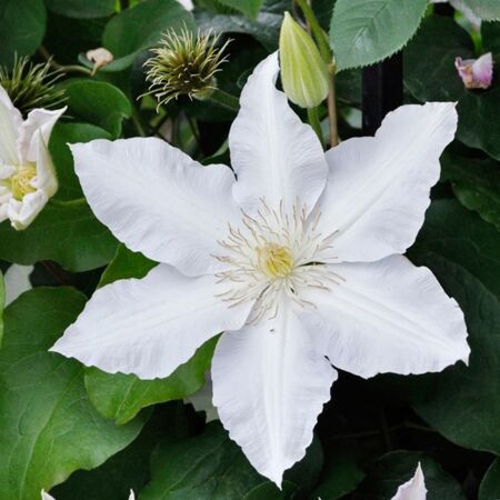 Clematis 'Gladys Picard'