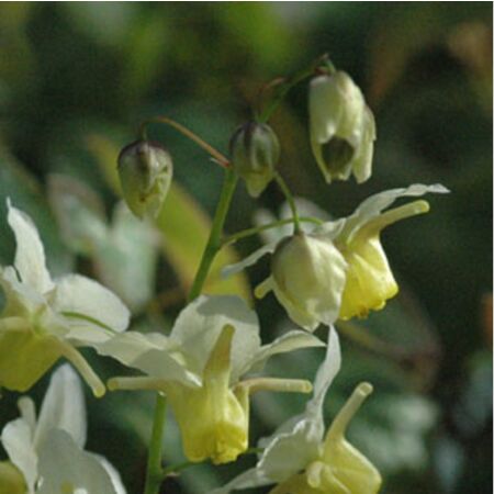 Epimedium versicolor 'Sulphureum'