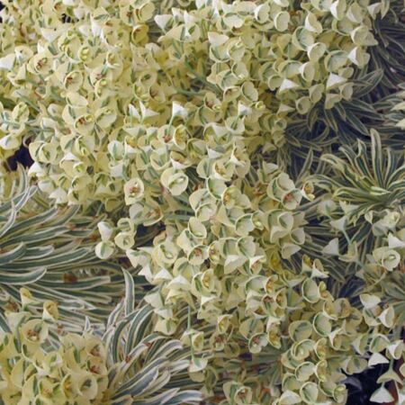 Euphorbia characias 'Tasmanian Tiger'