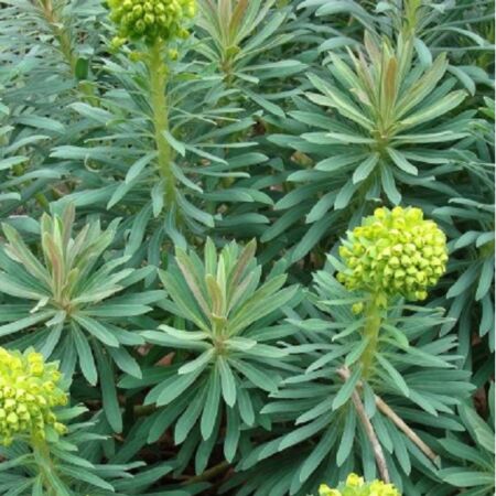 Euphorbia characias 'Wulfenii'