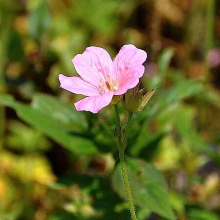 Geranium endressi 'Wargrave Pink'
