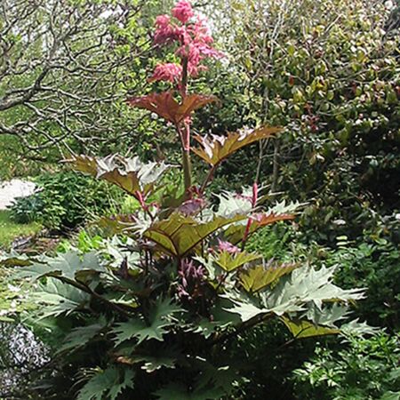 Rhubarbe décorative 'Tanguticum'
