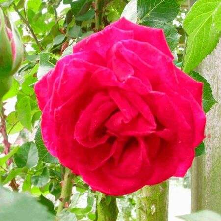 Rosa 'Dame De Coeur' - Stamroos