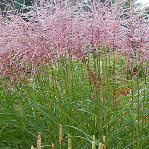 Miscanthus: Een Siergras vol Elegantie en Gemak